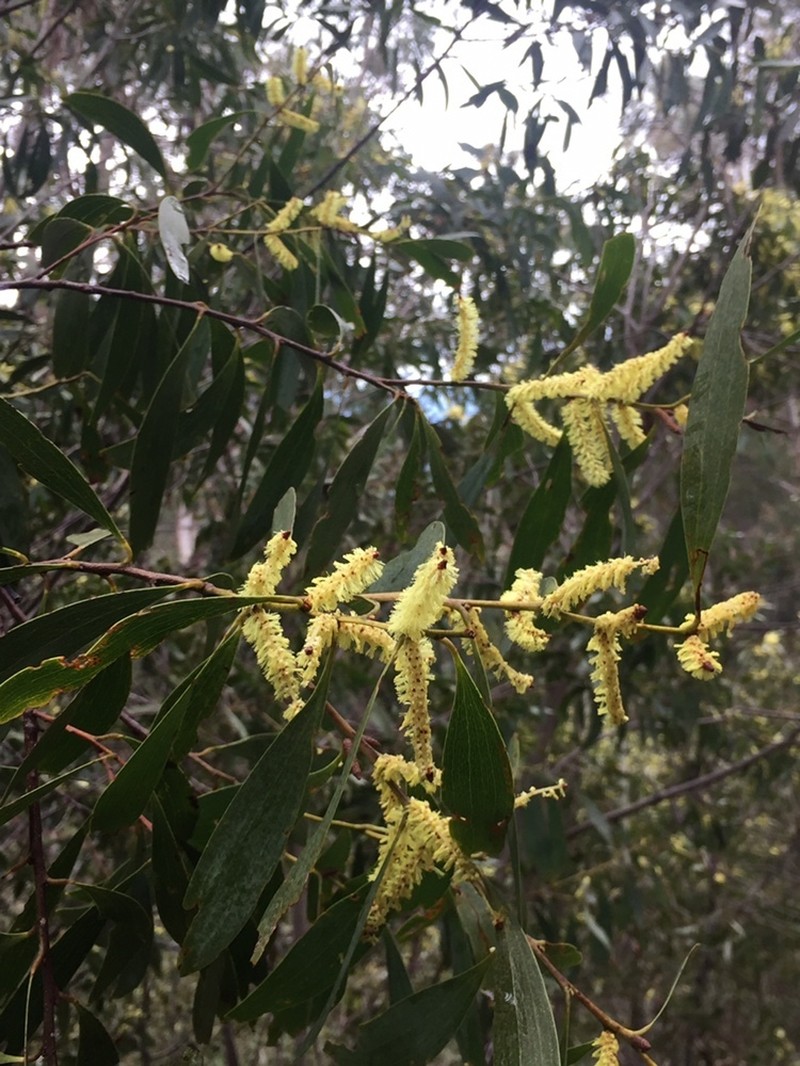 Acacia dallachiana photo 8