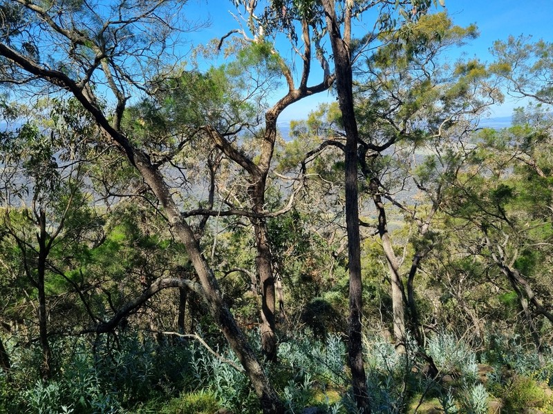 Acacia dangarensis photo 2
