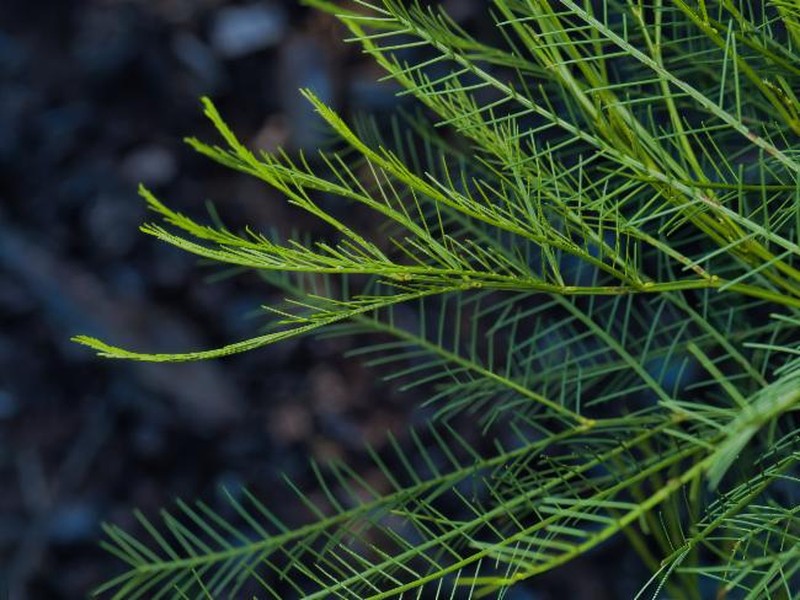 Acacia dangarensis photo 3