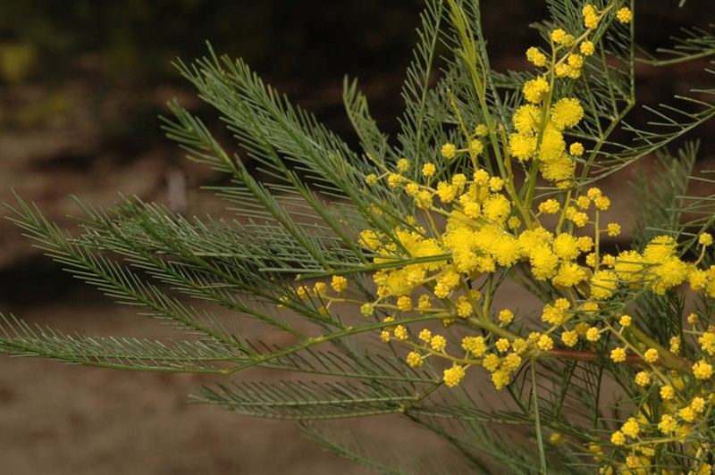 Acacia dangarensis