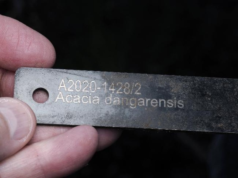 Acacia dangarensis photo 2