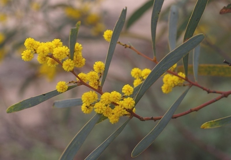 Acacia daphnifolia photo 2