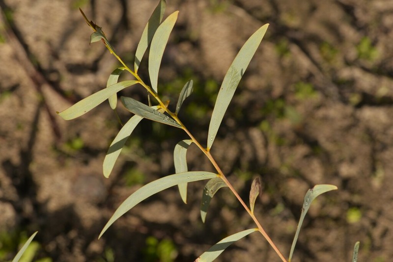 Acacia daphnifolia photo 3