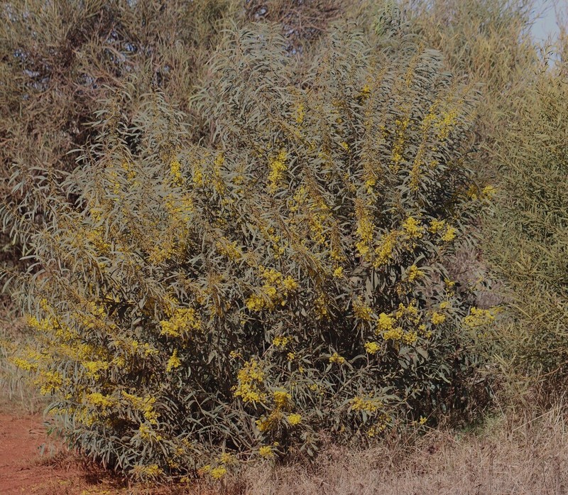 Acacia daphnifolia photo 5