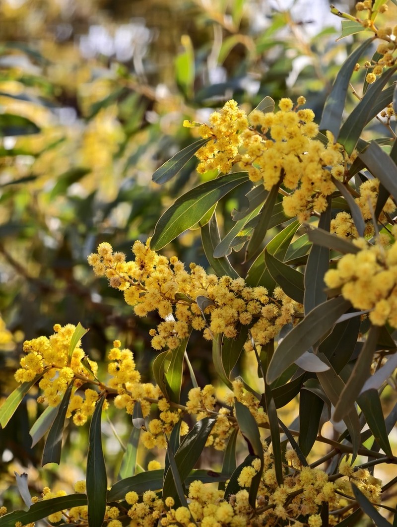 Acacia daphnifolia photo 6