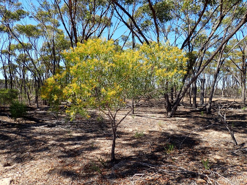 Acacia daphnifolia photo 7