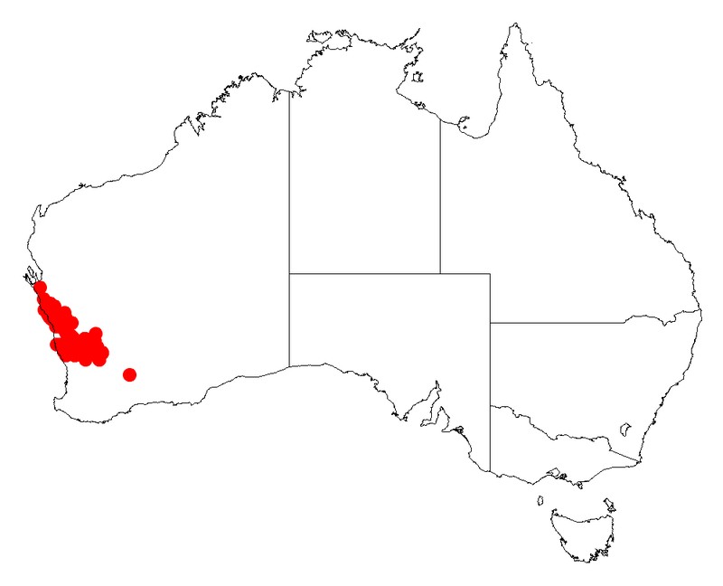 Acacia daphnifolia