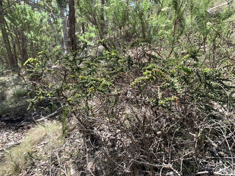 Acacia daviesii photo 3