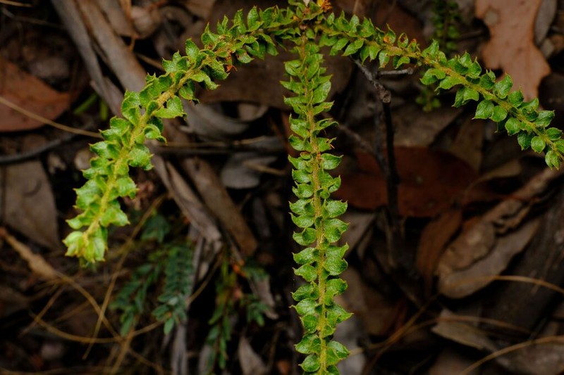 Acacia daviesii photo 4