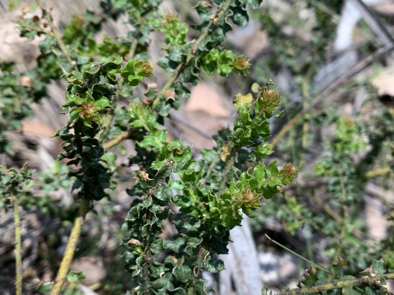 Acacia daviesii photo 5