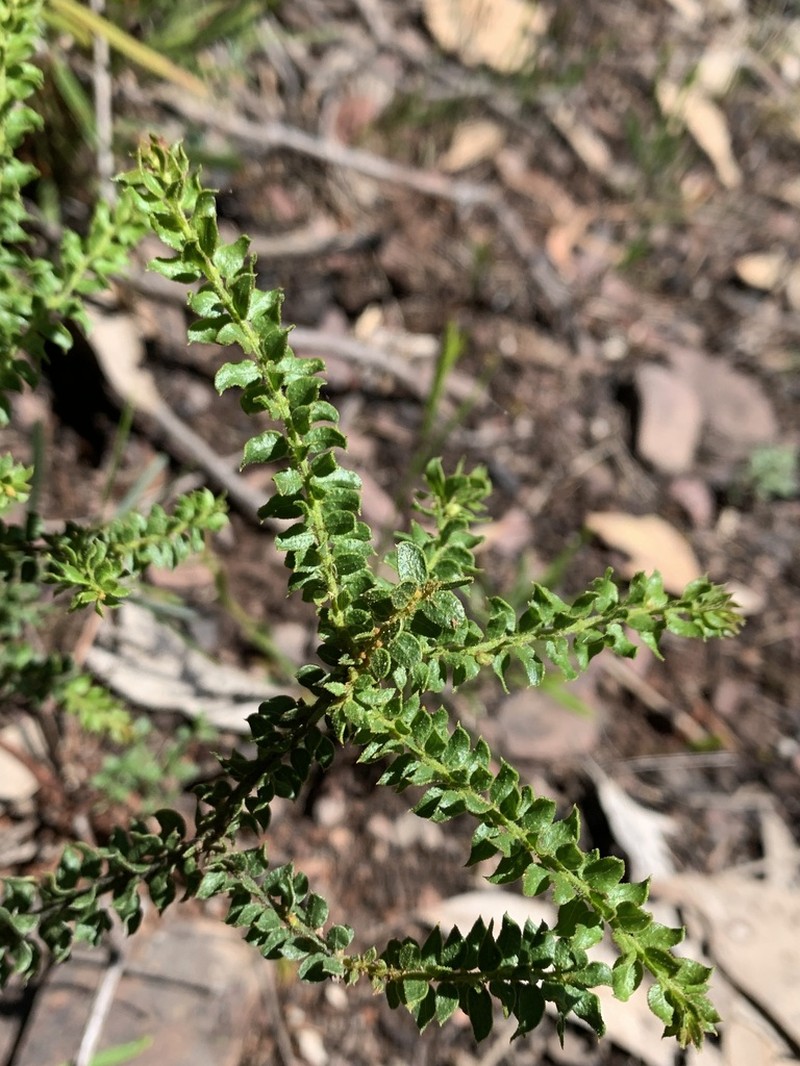 Acacia daviesii photo 6