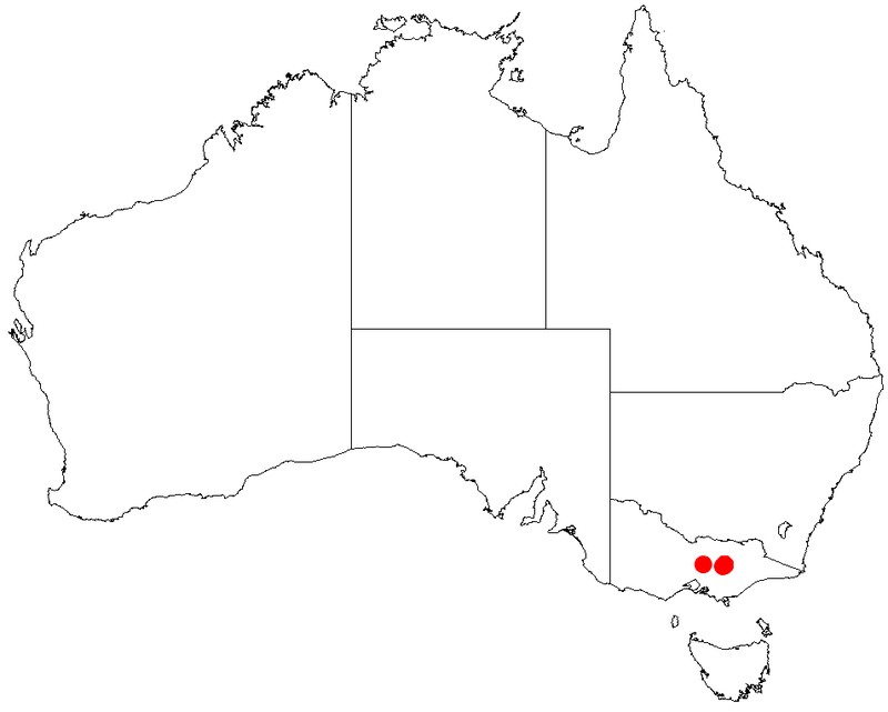 Acacia daviesii