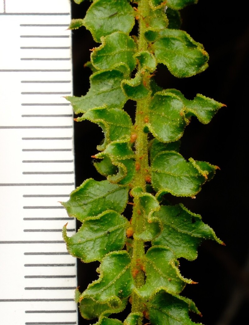 Acacia daviesii photo 2