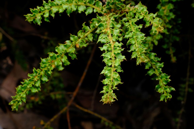 Acacia daviesii photo 3