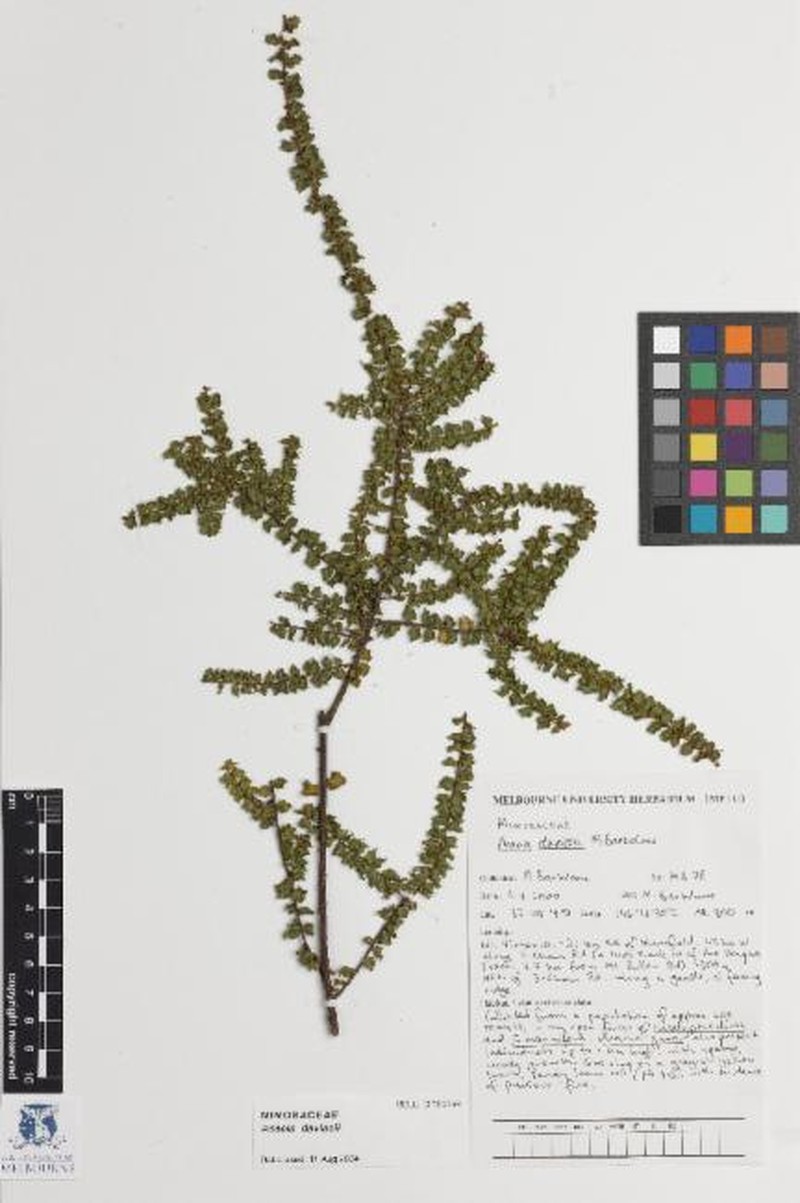Acacia daviesii photo 4