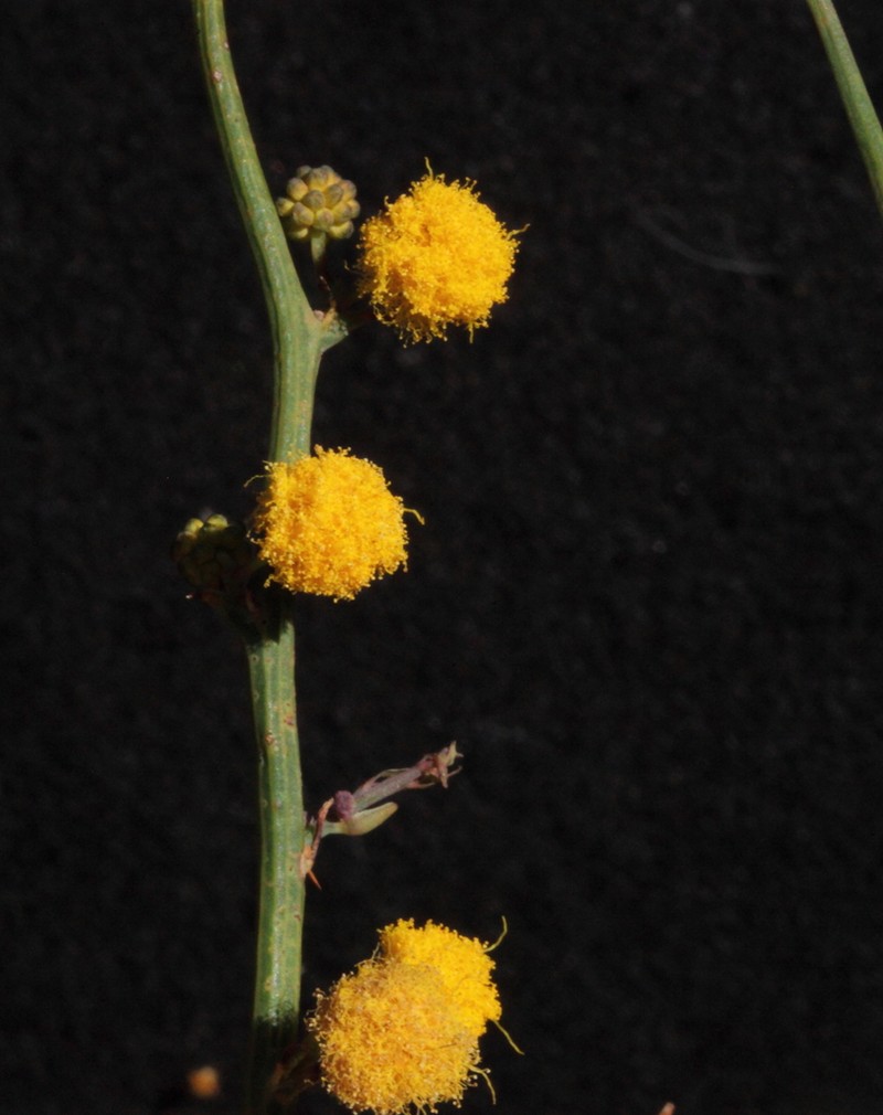 Acacia daviesioides photo 4