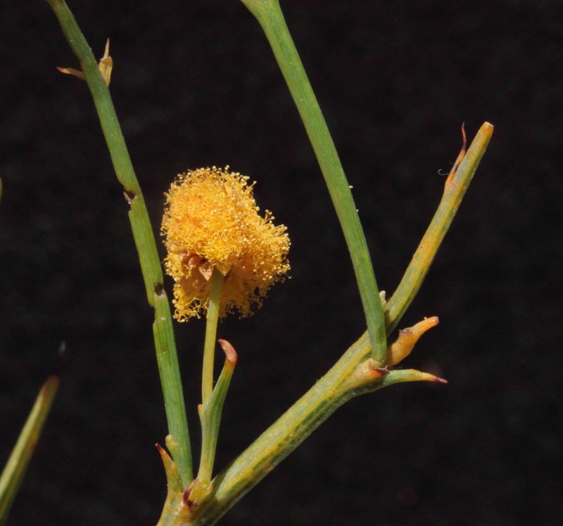 Acacia daviesioides photo 5