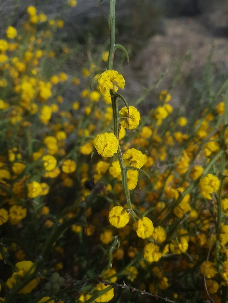 Acacia daviesioides photo 6