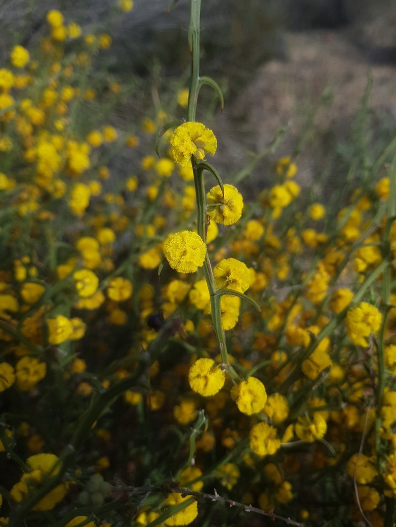 Acacia daviesioides photo 7