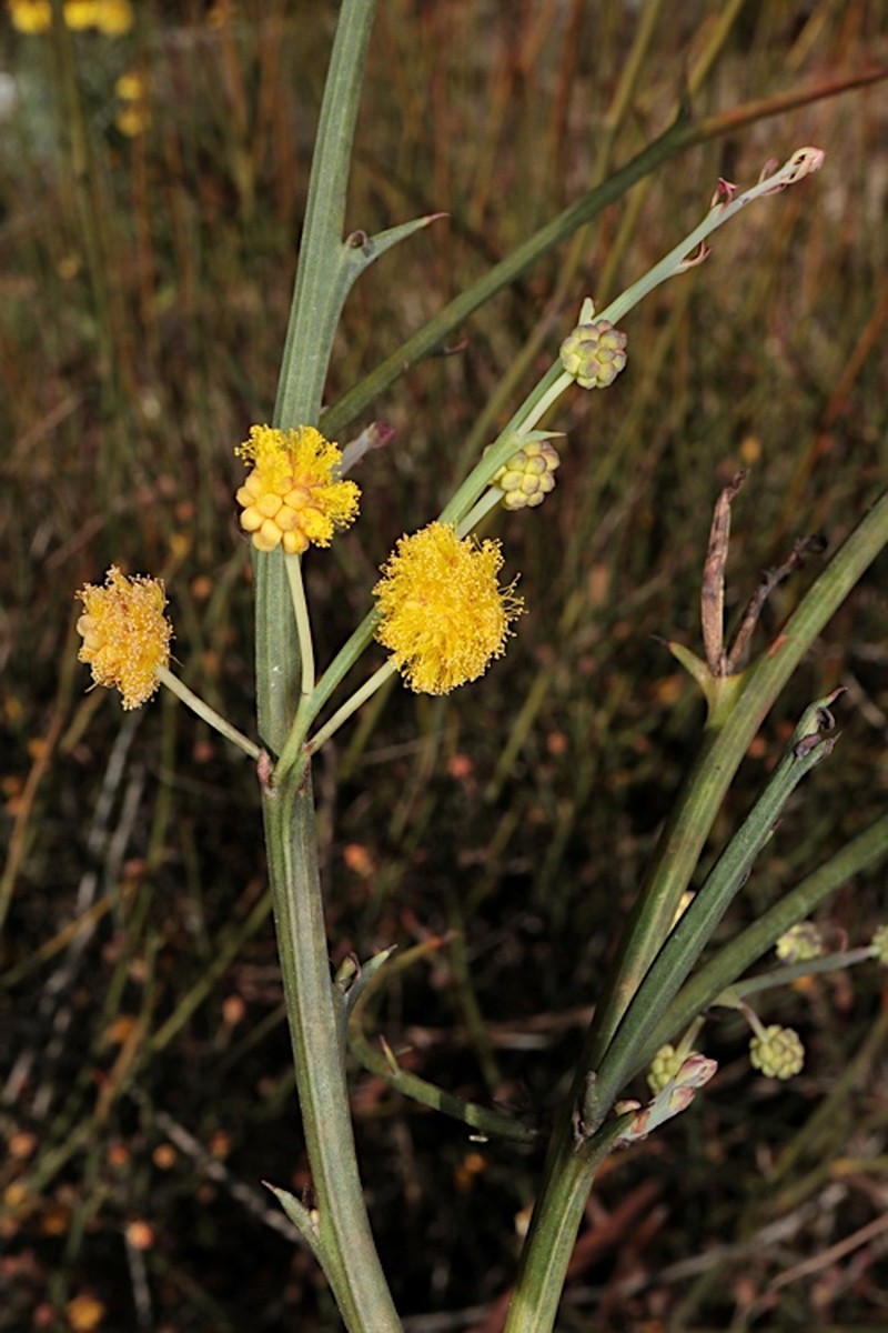 Acacia daviesioides