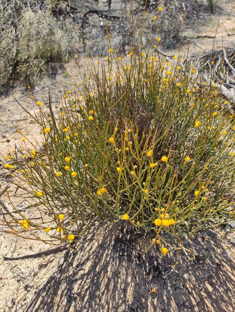 Acacia daviesioides photo 2
