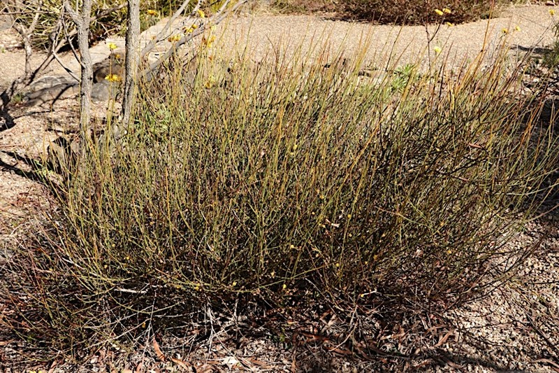 Acacia daviesioides photo 3