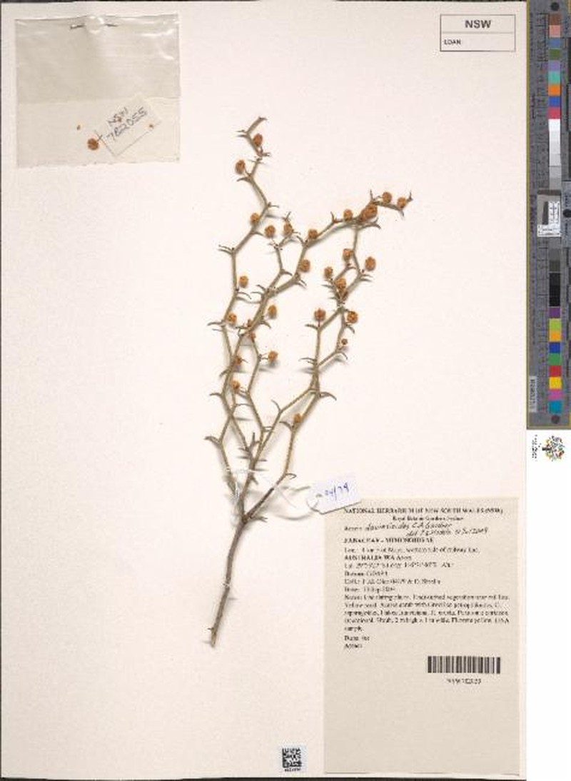 Acacia daviesioides photo 4