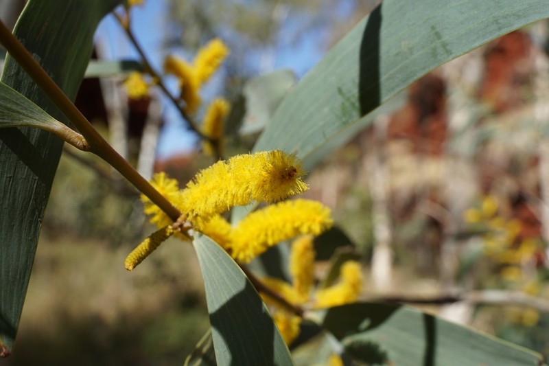 Acacia daweana photo 2
