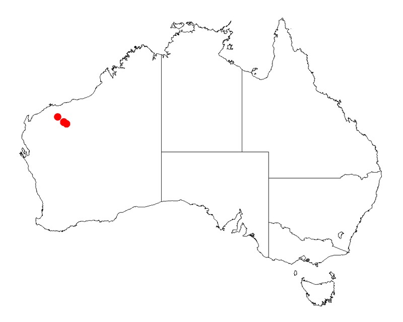 Acacia daweana
