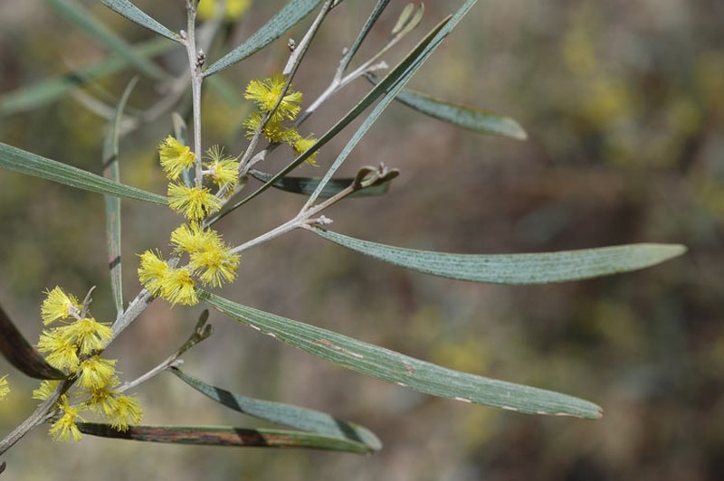 Acacia dawsonii
