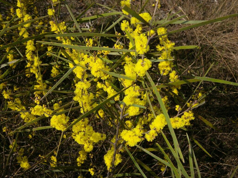 Acacia dawsonii photo 2