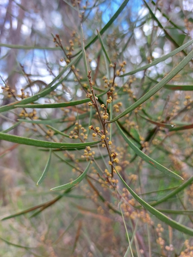 Acacia dawsonii photo 3