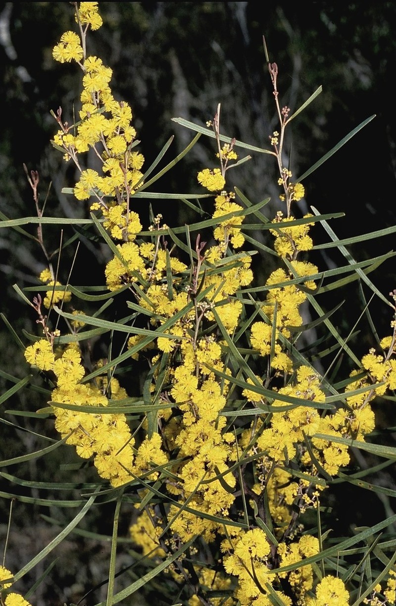 Acacia dawsonii photo 4