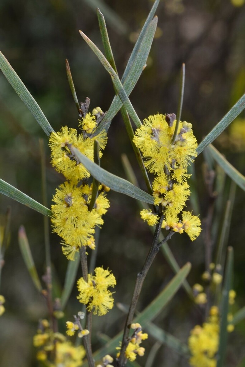 Acacia dawsonii photo 5