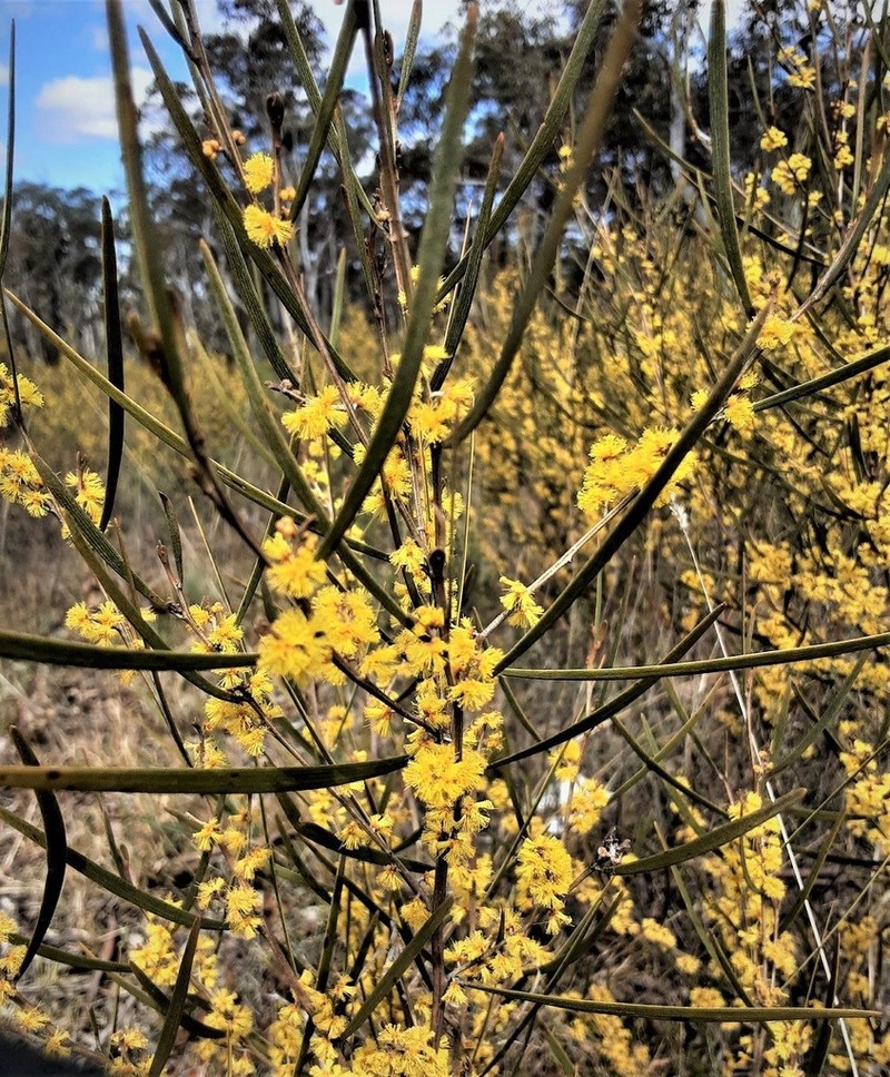 Acacia dawsonii photo 6