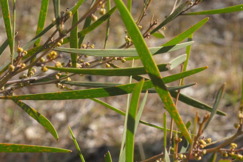 Acacia dawsonii photo 7