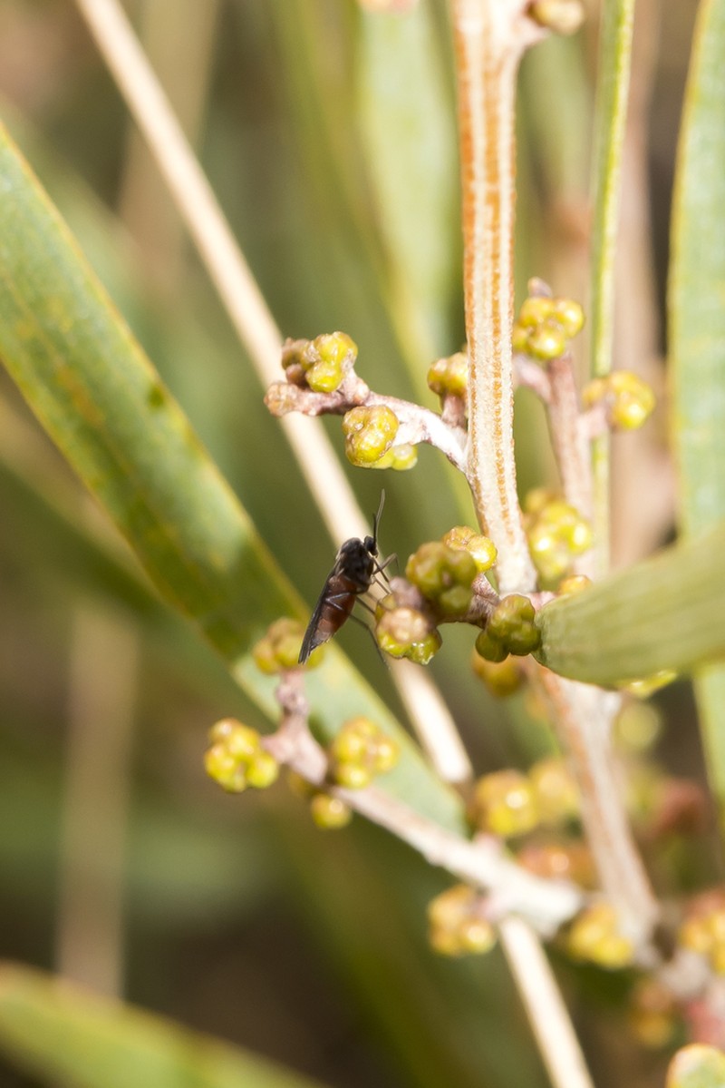 Acacia dawsonii photo 8