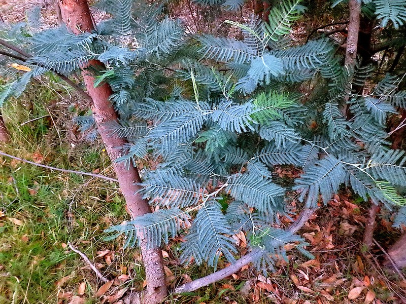 Silver Wattle photo 5