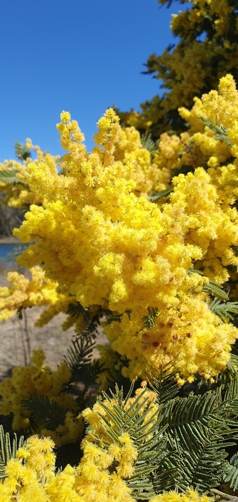 Silver Wattle photo 6
