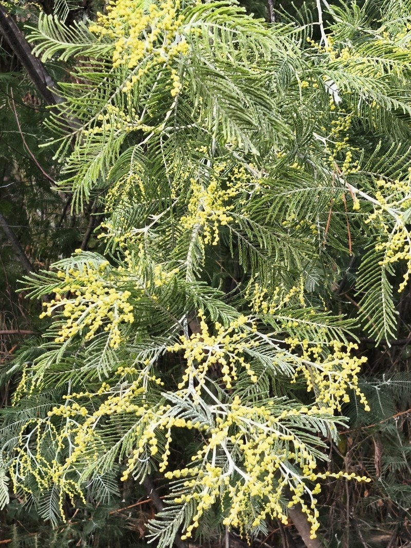 Silver Wattle photo 7