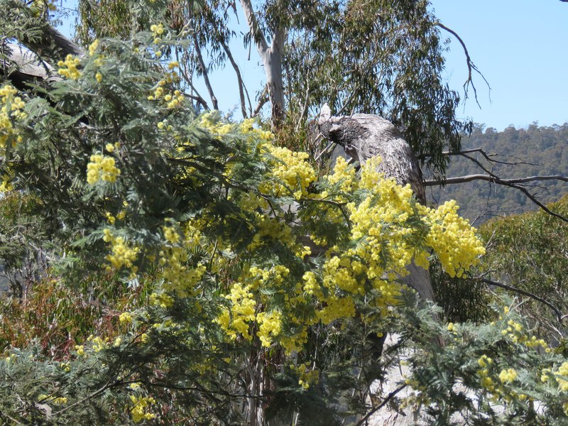 Silver Wattle photo 2