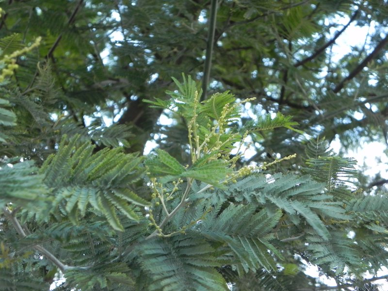 Silver Wattle photo 3