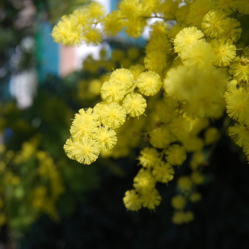 Silver Wattle photo 5