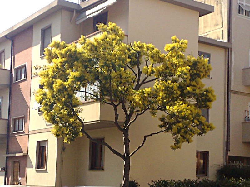 Silver Wattle photo 6