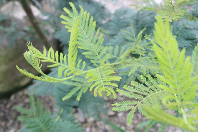 Silver Wattle photo 7