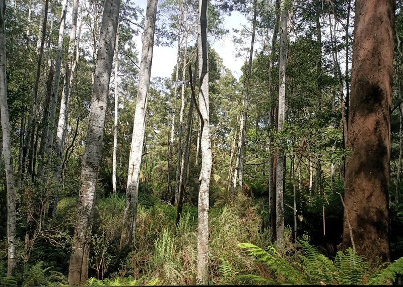 Silver Wattle photo 8