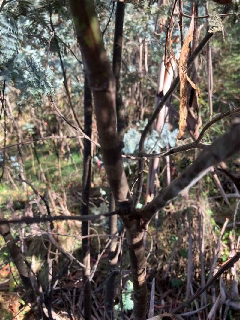 Acacia dealbata subsp. subalpina