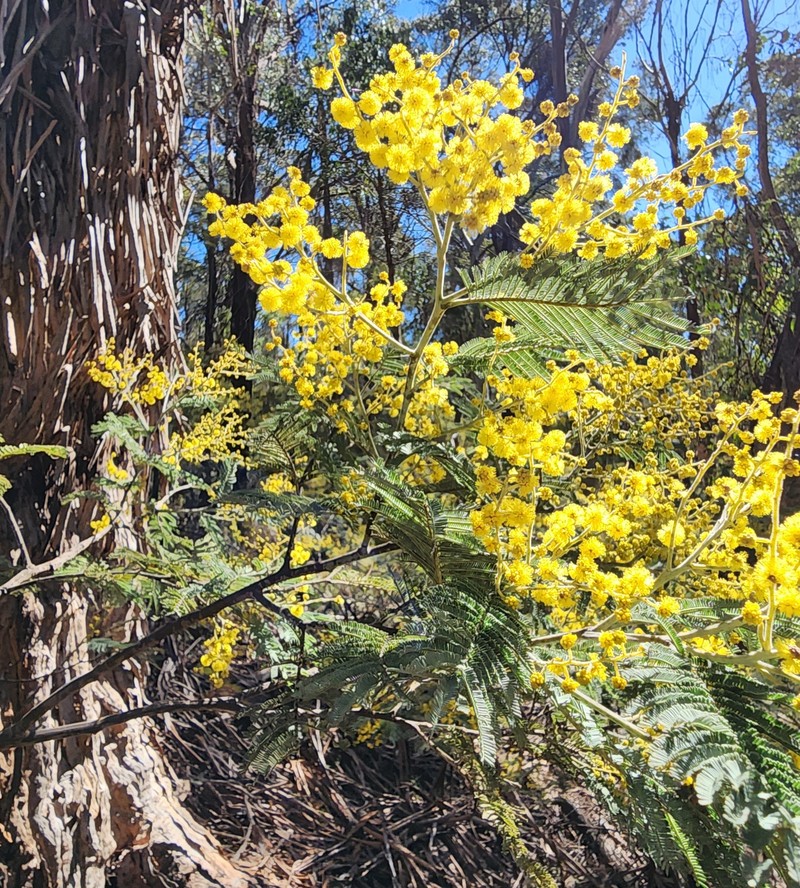 Acacia dealbata subsp. subalpina photo 2