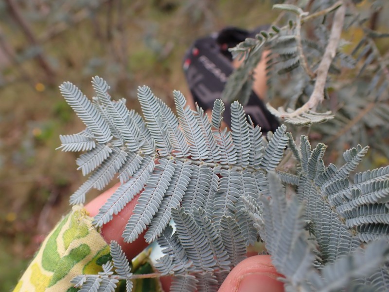 Acacia dealbata subsp. subalpina photo 3