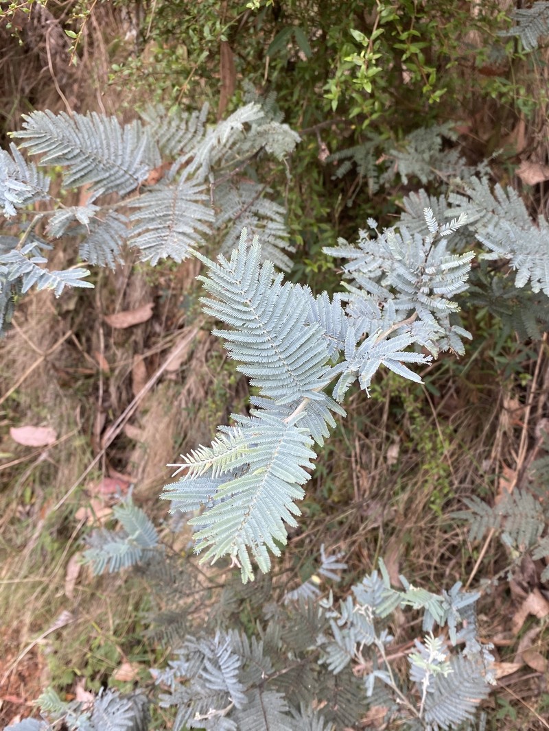 Acacia dealbata subsp. subalpina photo 4